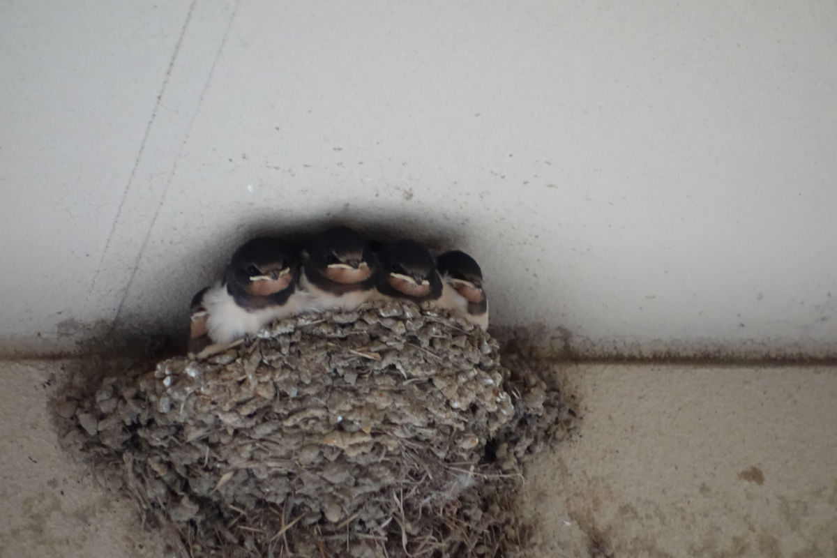 当社の玄関には、燕の巣です。「福の神」ですね。